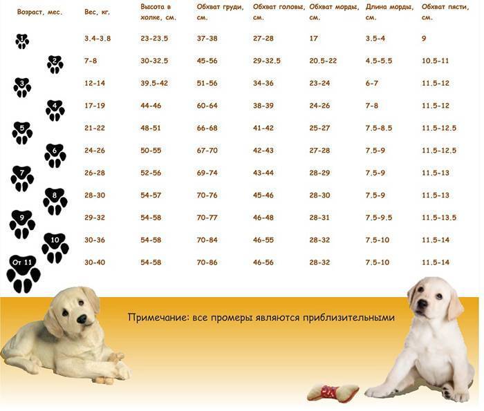 Алабай: вес взрослой собаки и щенка по месяцам