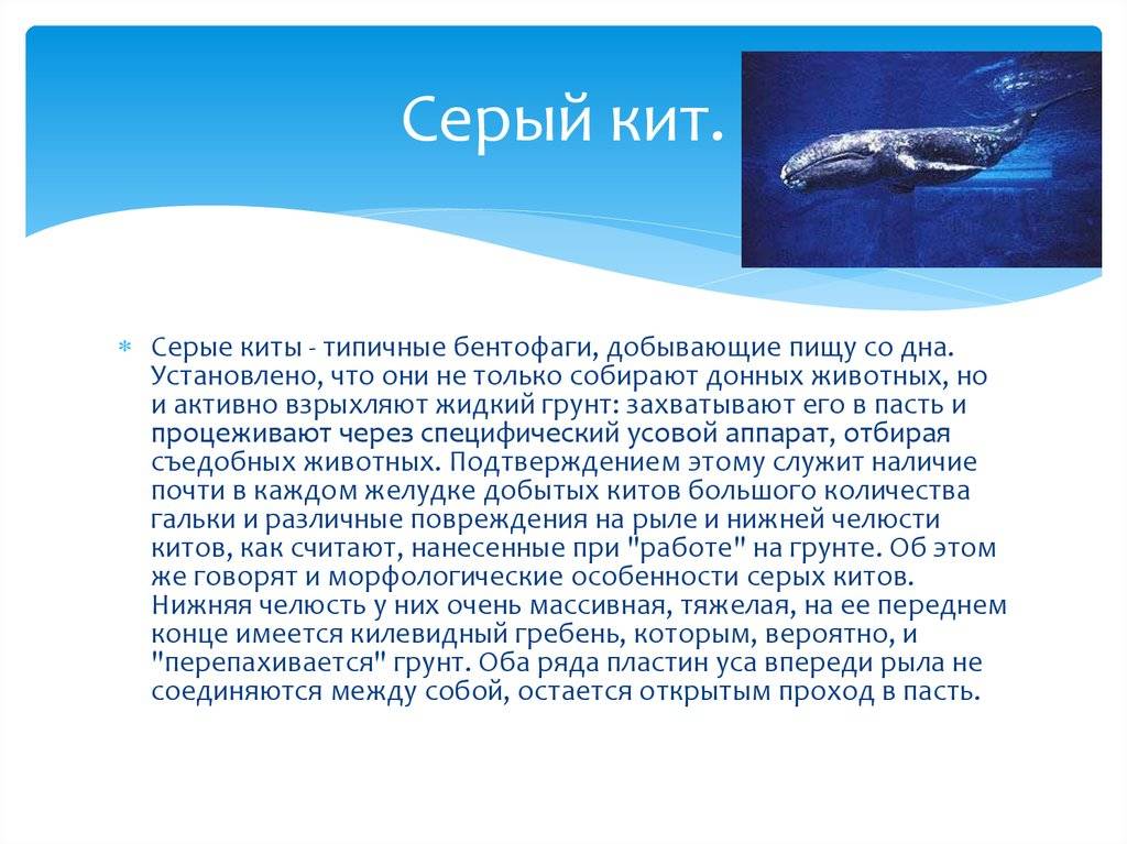 Гренландский кит. образ жизни и среда обитания гренландского кита | животный мир