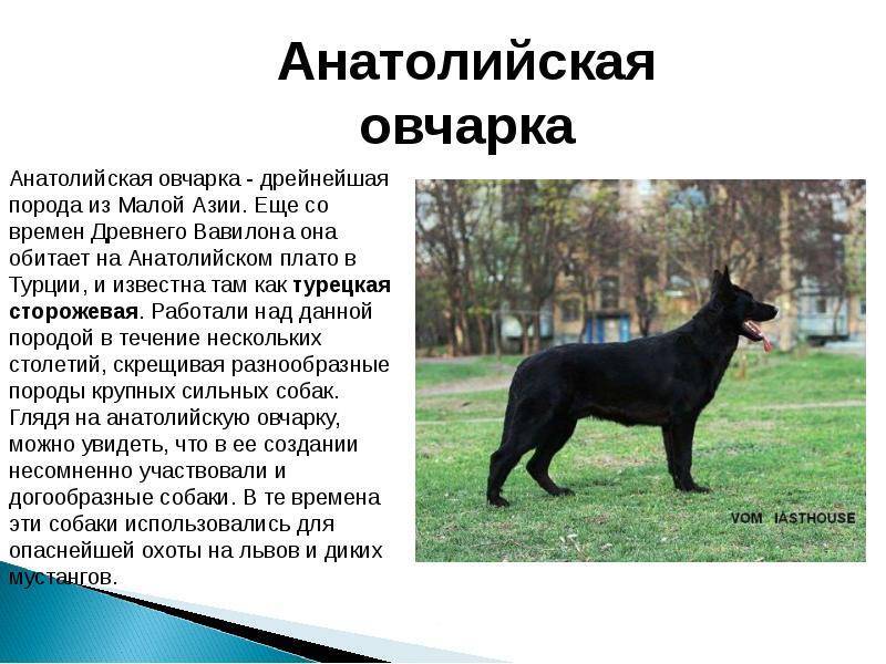 Черная немецкая овчарка - фото и описание породы