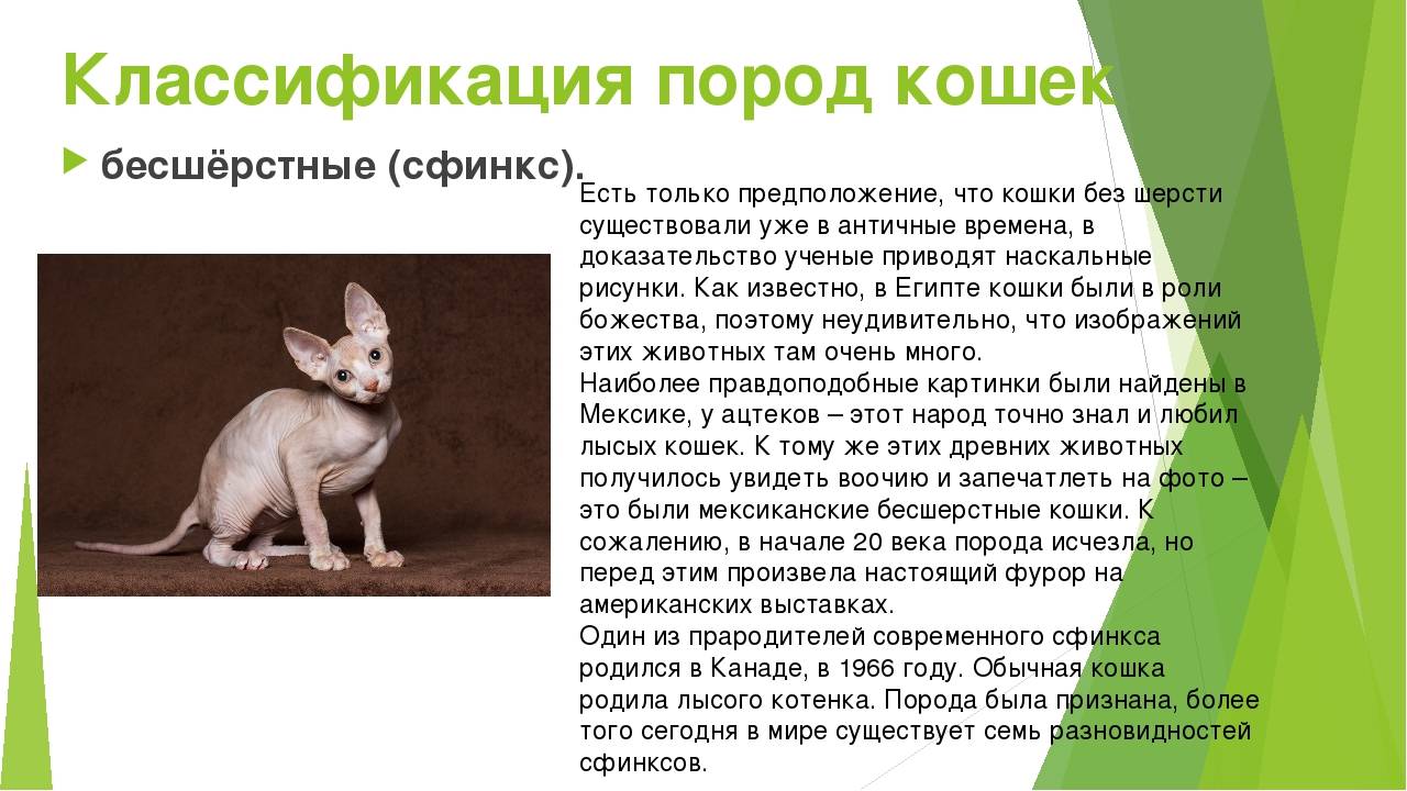 Описание породы кошек сфинкс: особенности характера и разновидности