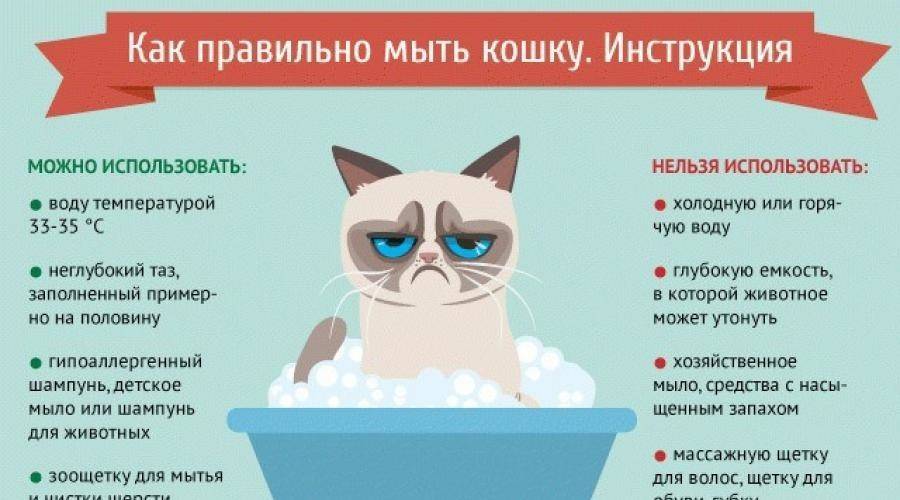 Кошки летом: как облегчить жизнь кошке в жару? полезные советы и рекомендации