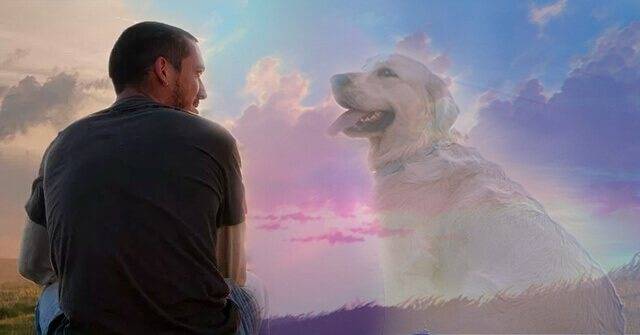Куда уходят души собак. Душа собаки. Душа собаки после смерти. Душа собаки и человека. Собака на небесах.