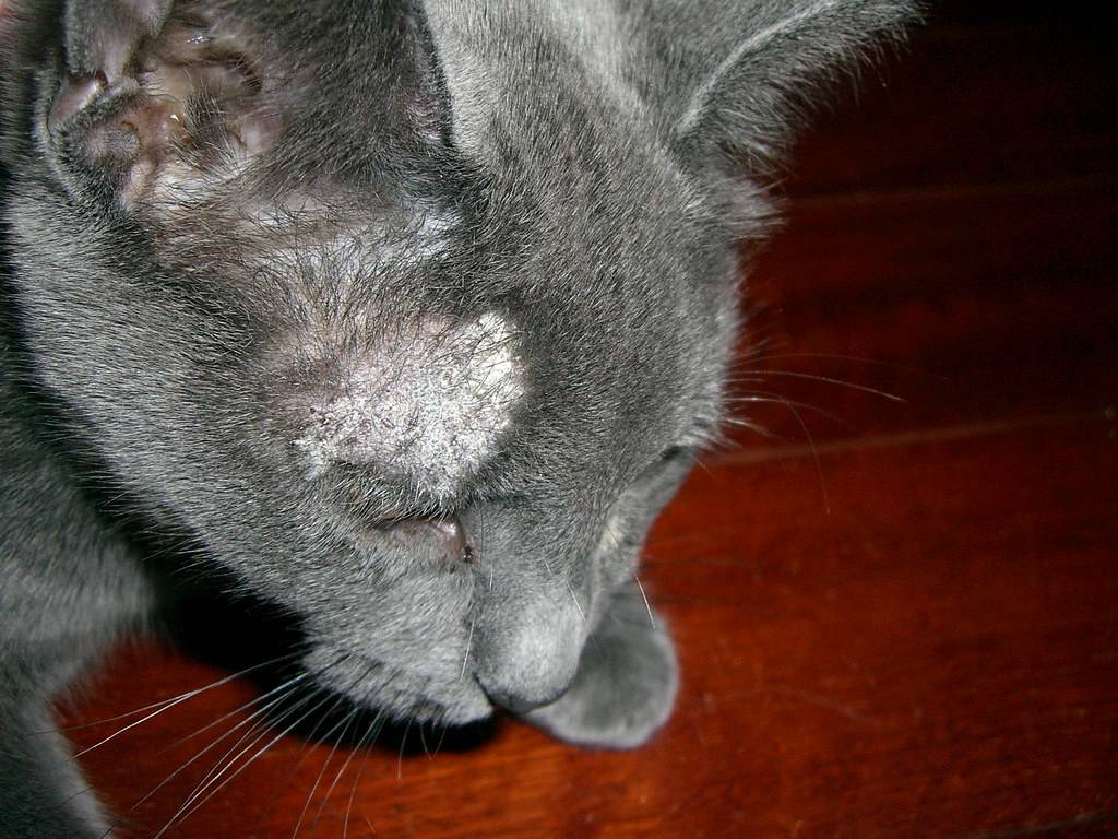 Лишай у кошек (15 фото) - признаки, чем лечить в домашних условиях быстро, разновидности