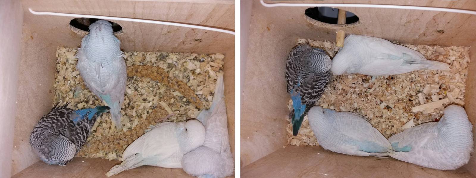 Разведение волнистых попугаев в домашних условиях: как размножаются попугаи