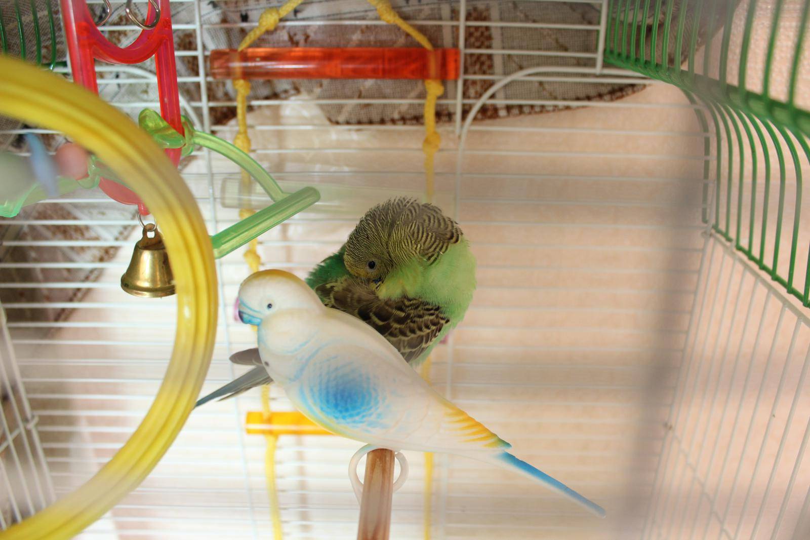 Адаптация и приручение попугая