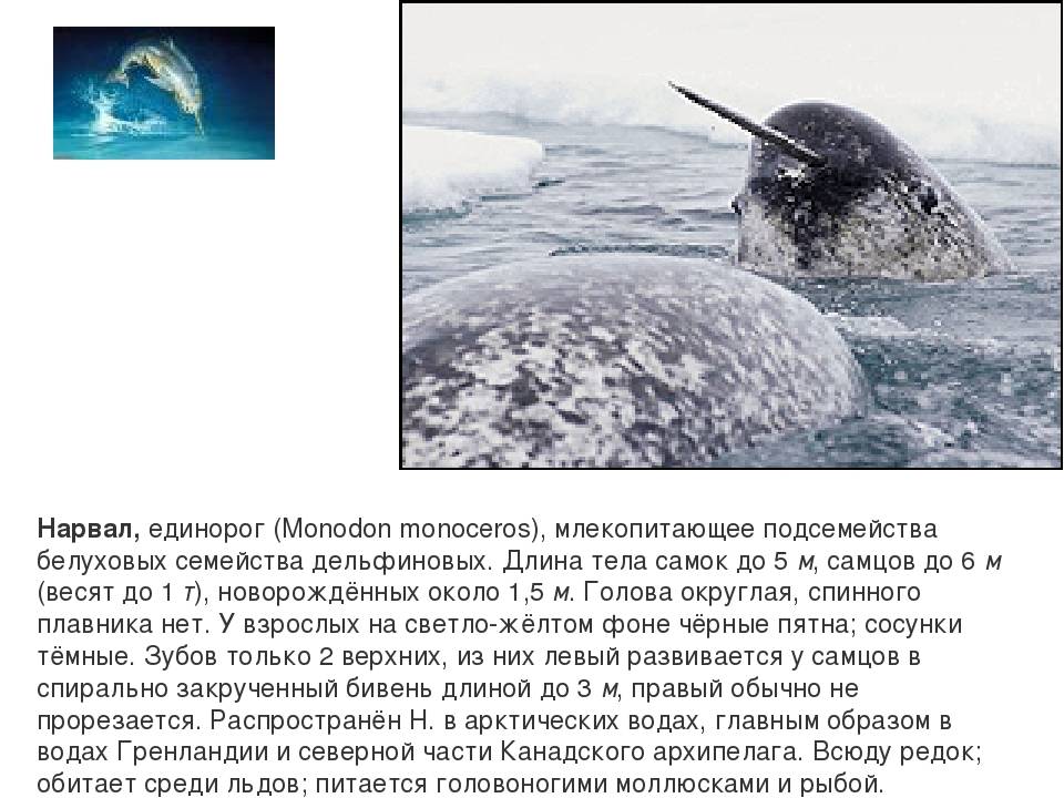 Нарвал - китообразные | некоммерческий учебно-познавательный интернет-портал зоогалактика
