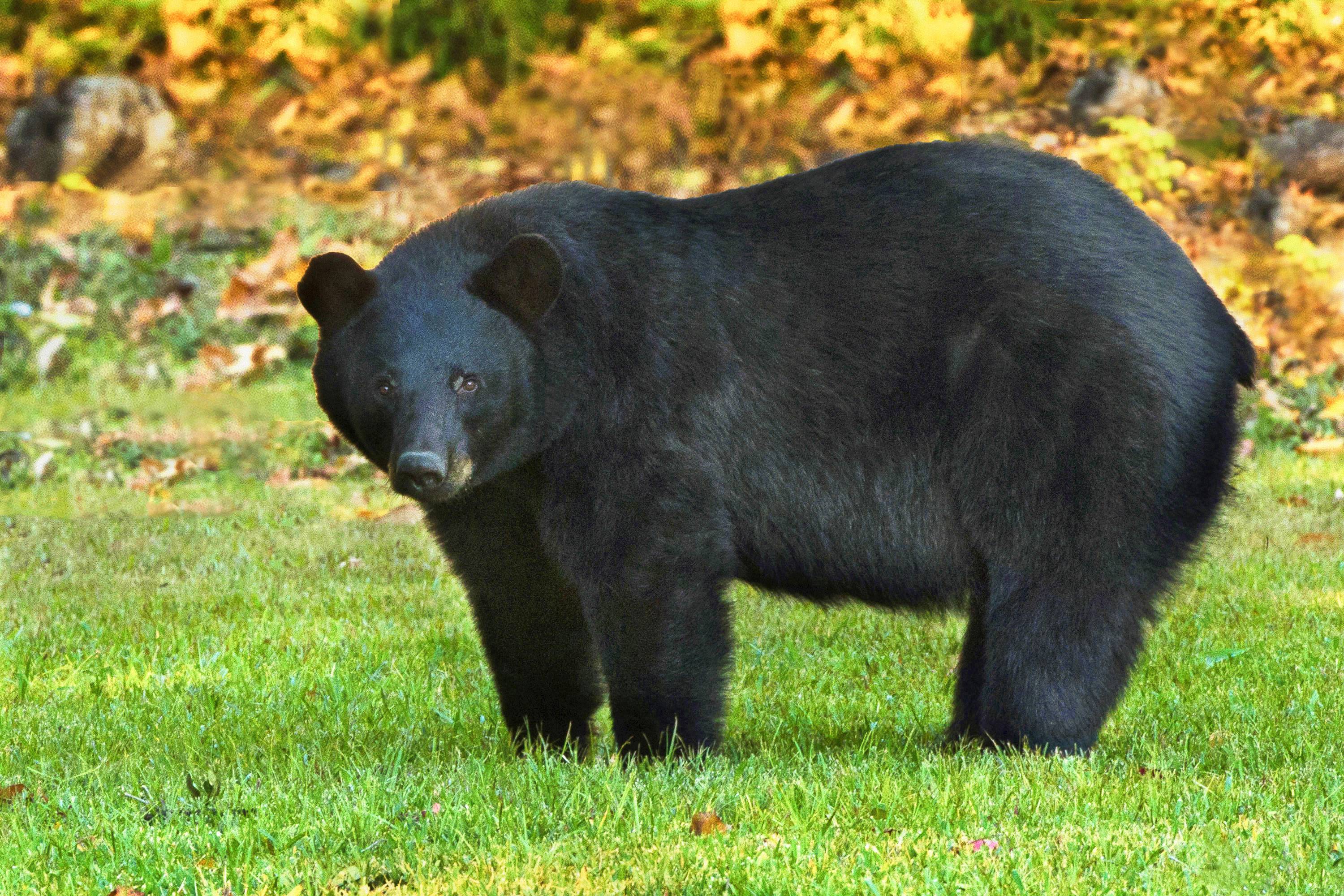 Барибал (черный медведь): описание, где обитает, чем питается
