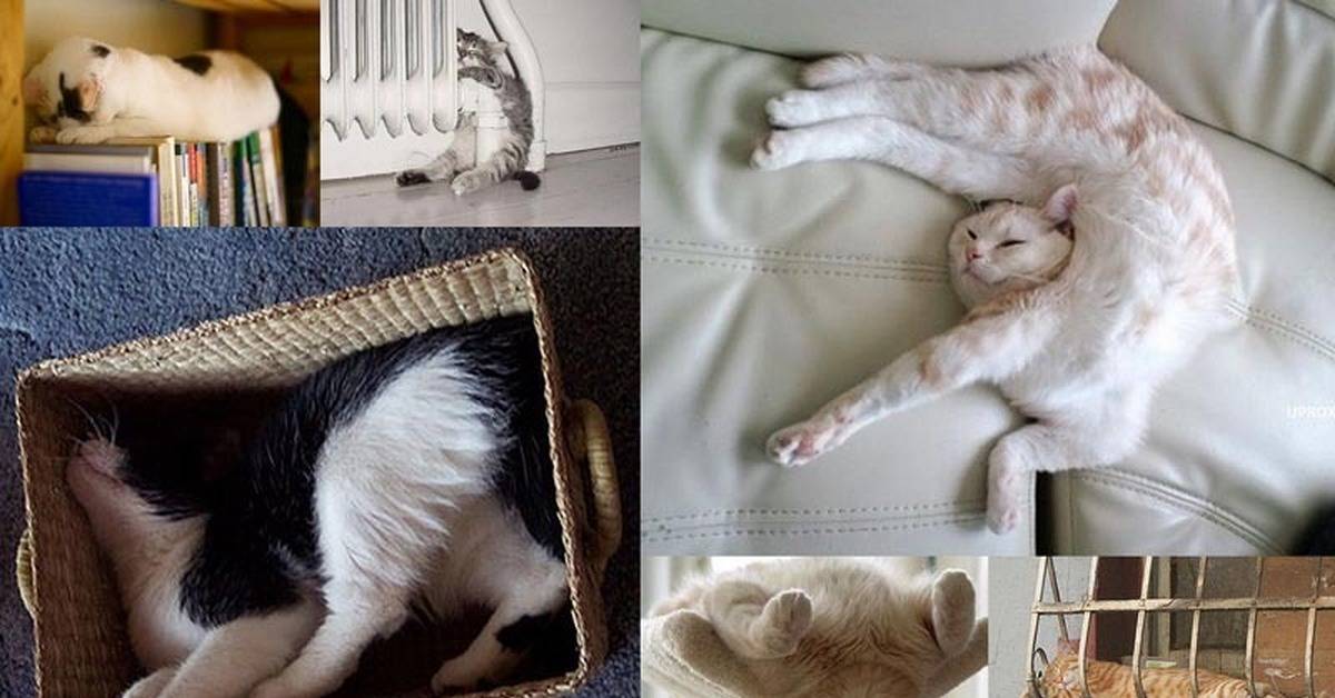 Позы для сна кошки во время болезни (и что они означают!)