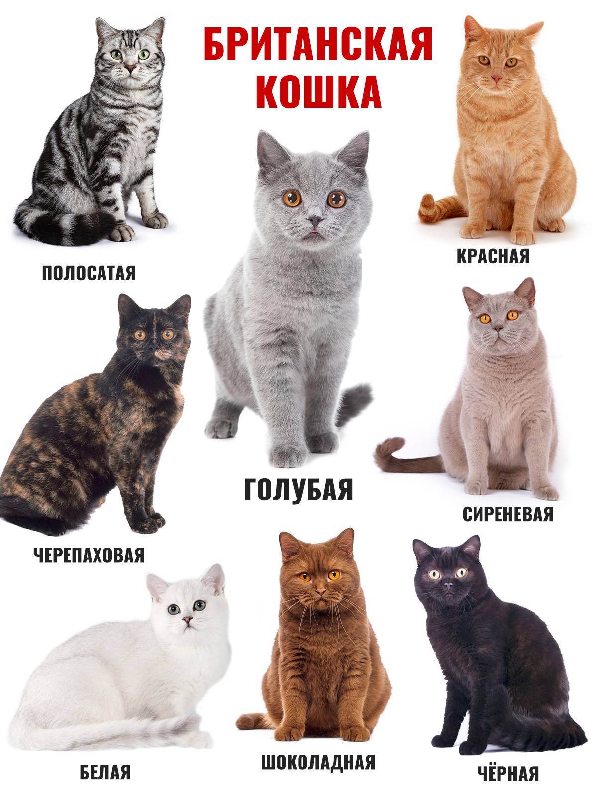 Окрасы британских кошек: таблица с фото :: syl.ru