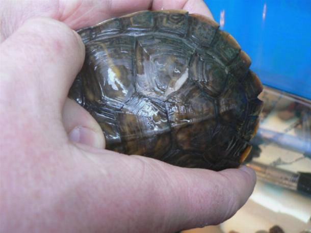 Почему у красноухой черепахи шелушится и облазит кожа
