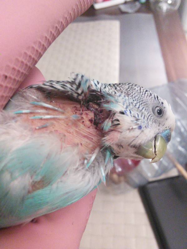 Почему у попугая выпадают перья: причины, лечение и что делать?