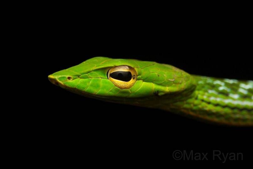 Обыкновенная попугайная змея - тонкий зеленый уж