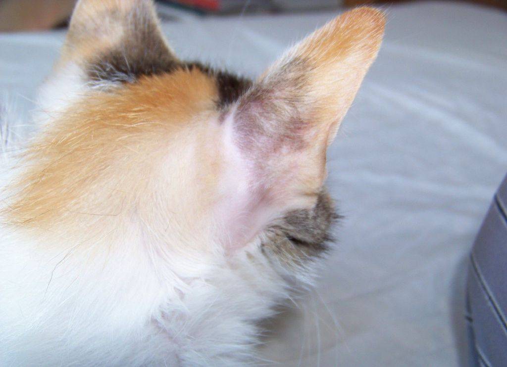 Алопеция у кошек: таблица симптомов и способов лечения | ваши питомцы