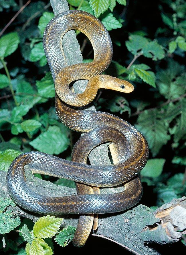Эскулапов полоз: описание, образ жизни лесной змеи