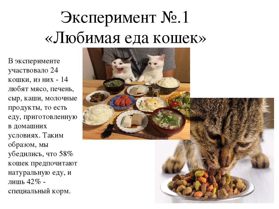 Чем кормить котенка по месяцам: полное руководство для новичков
чем кормить котенка по месяцам: полное руководство для новичков