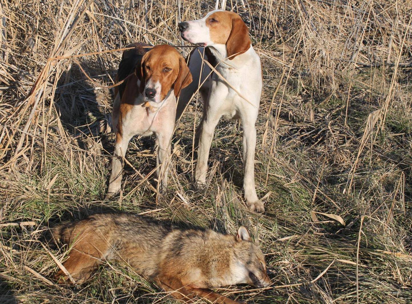 Охотничьи собаки - породы с описанием, характеристиками, названиями, стандартами и особенностями