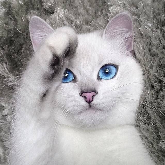 Кот коби (23 фото): особенности породы, характер кошек с голубыми глазами. содержание котят