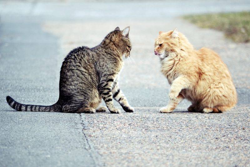 Что делать если кошки подрались между собой