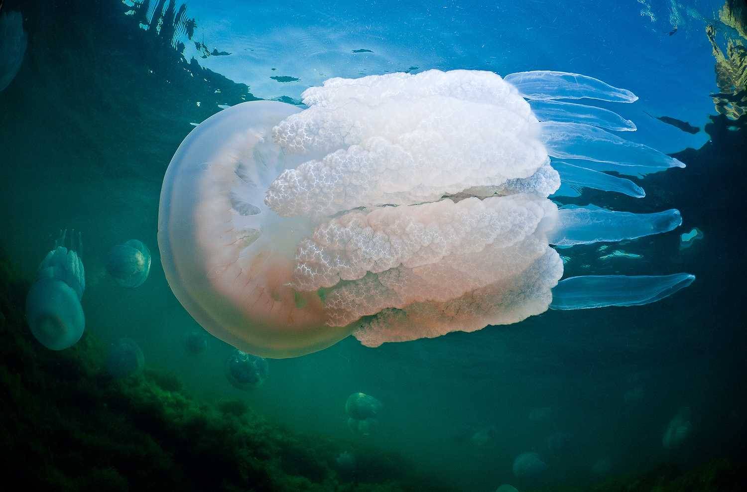 Какие медузы водятся в черном море? жалят ли они людей?