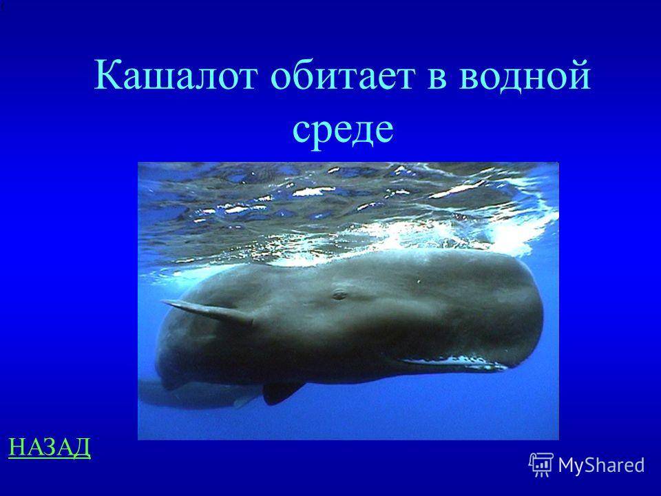 ᐉ кашалот: чем питается, где обитает и чем отличается этот вид китов от других - zoovet24.ru