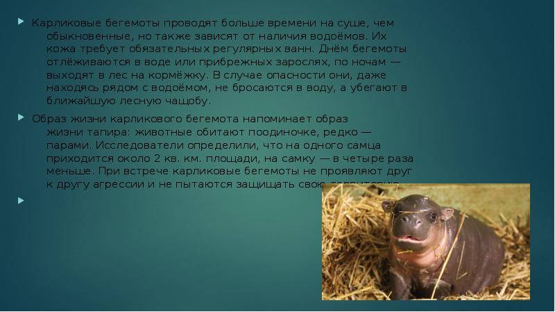 Бегемот животное. образ жизни и среда обитания бегемота | животный мир