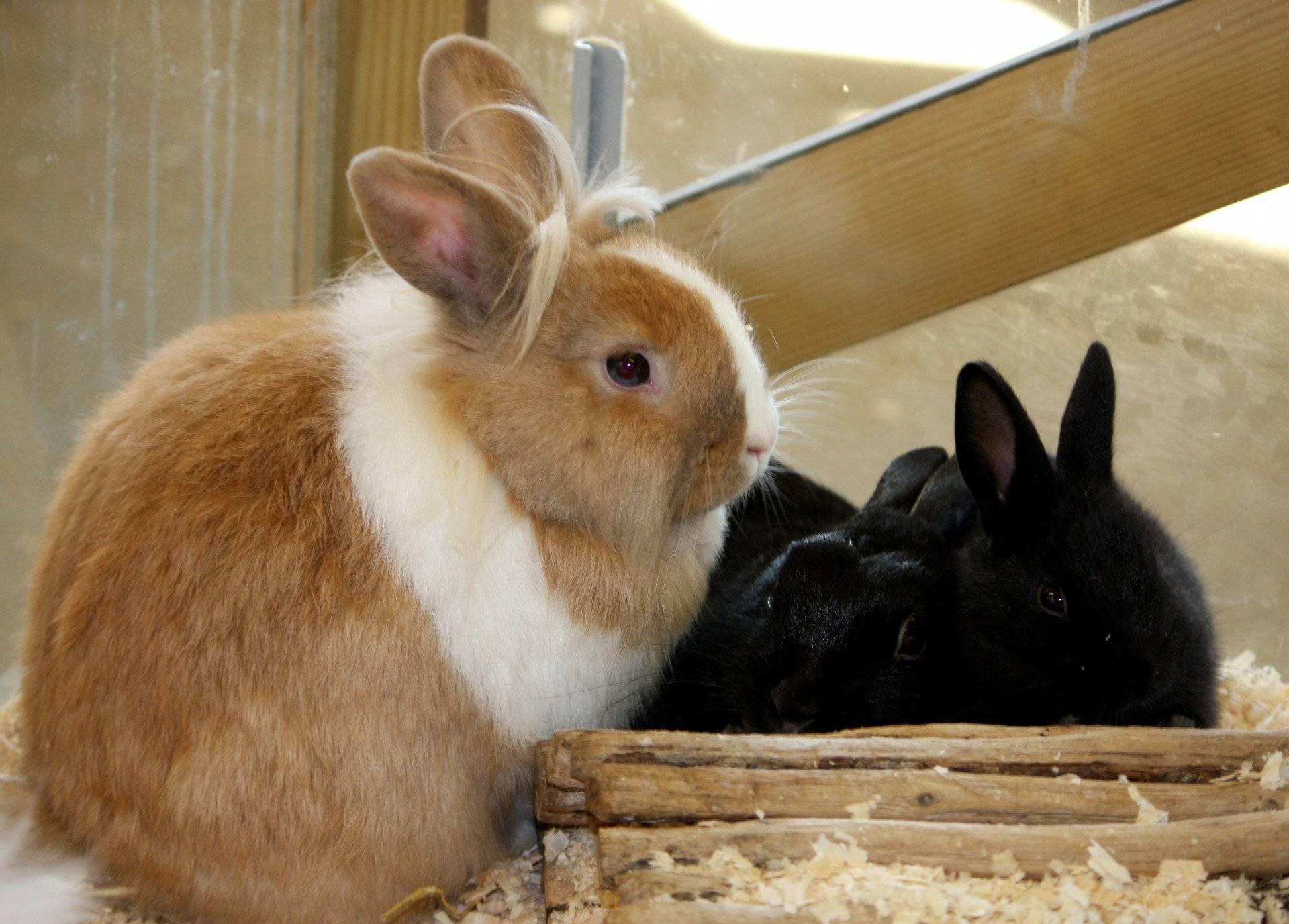 Все о кроликах: интересные факты и информация к размышлению
