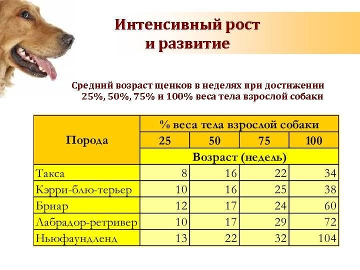Сравнение возраста собаки и человеческих мерок: сведенные данные в таблице