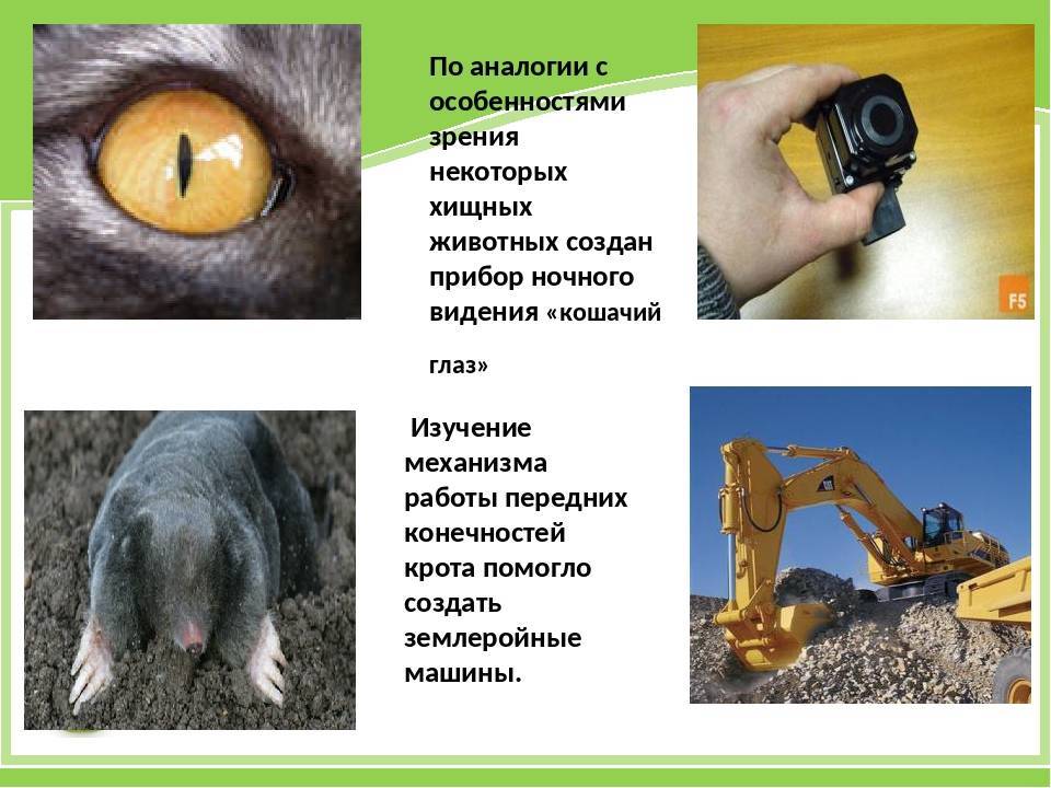 Как видят собаки: цветовое зрение собак :: syl.ru