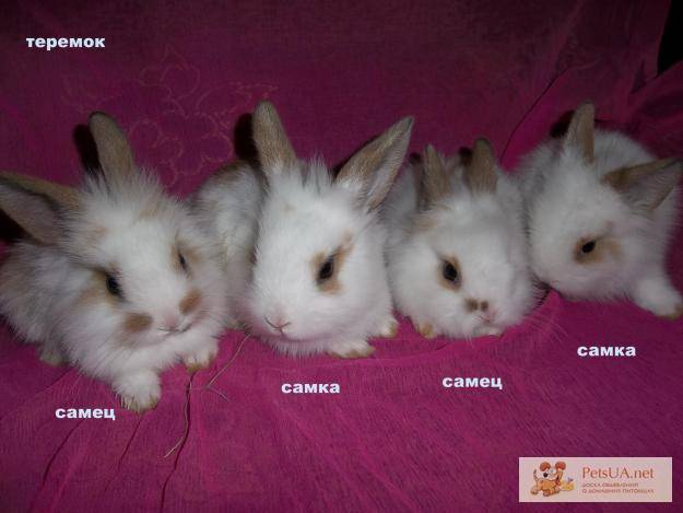 Как определить возраст кролика: обзор точного способа