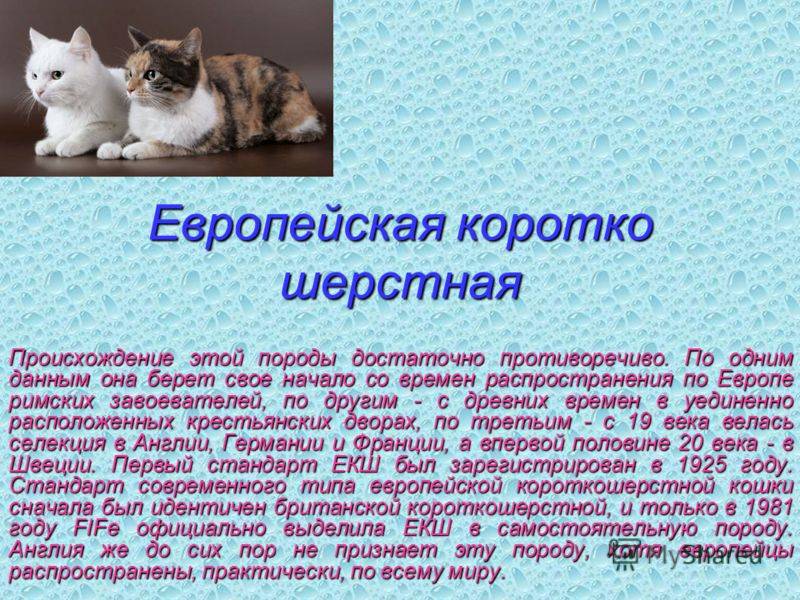 Анатолийская кошка: характер и внешность питомца, особенности ухода и содержания
