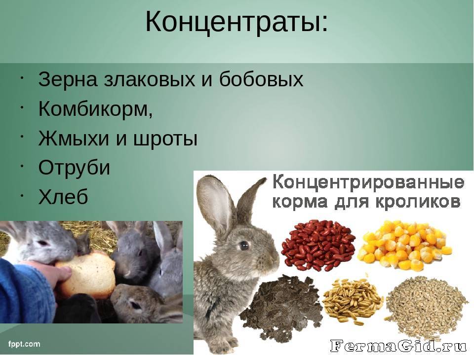 Чем кормить декоративного кролика в домашних условиях: список разрешенных продуктов