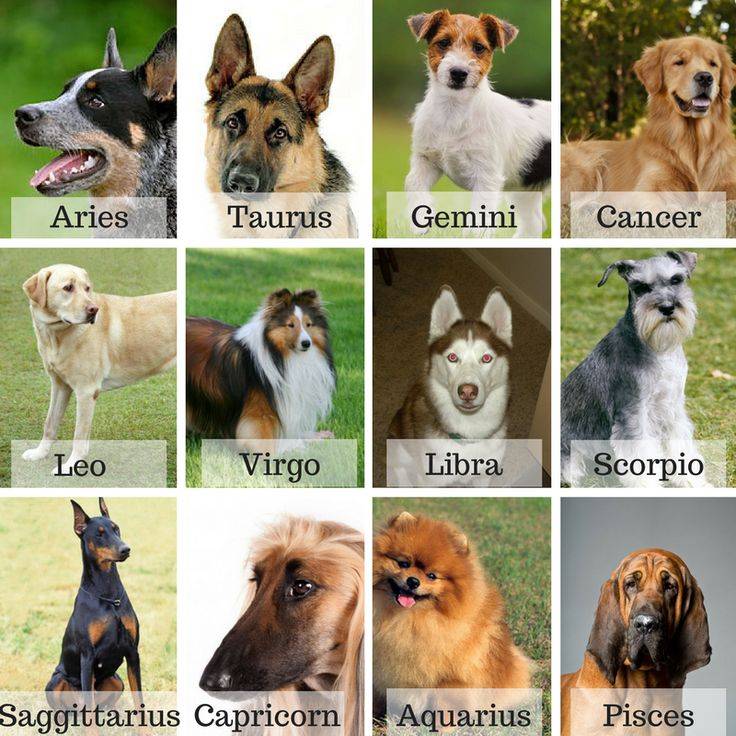 Какая собака подходит по знаку зодиака? как выбрать породу по знаку зодиака?
