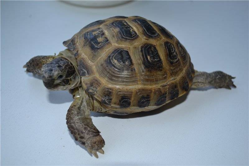 Сухопутная черепаха: содержание и уход в домашних условиях