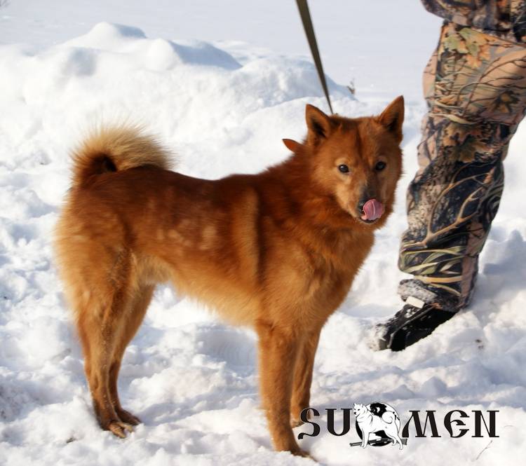 Карело-финская лайка: 115 фото, стандарты породы и правила выбора щенка