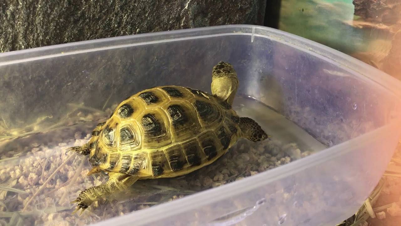 Уход за сухопутной черепахой