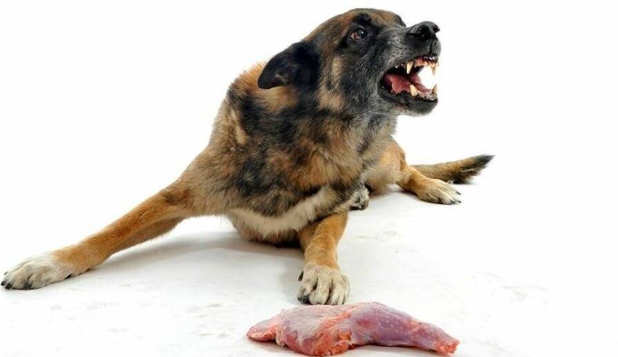 По каким причинам собака может кусать и грызть лапу и что сделать хозяину