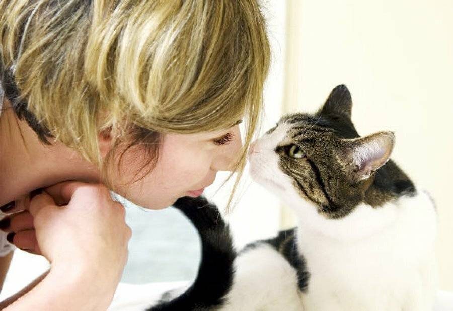 Как воспитывать котенка, чтобы он был ласковым и спокойным: правила воспитания котов и кошек
