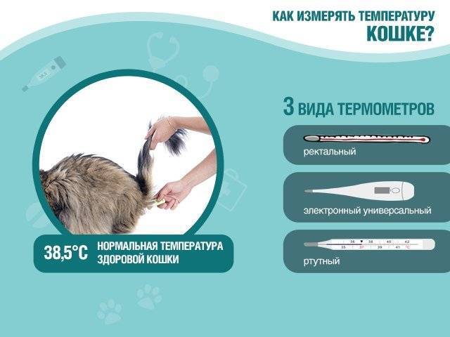 Как измерить температуру у кошки: рабочие способы и практические советы