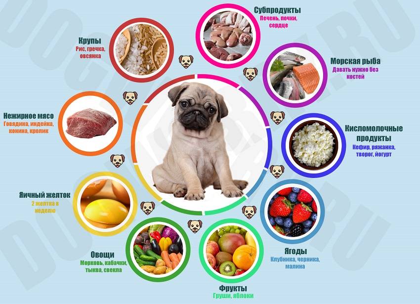 Чем нельзя кормить собаку, запрещенные продукты