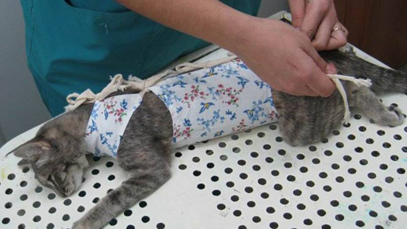 Чем обрабатывать шов после стерилизации кошки