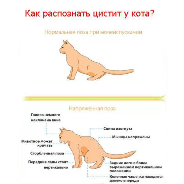 Цистит у кошек: симптомы, диагностика, лечение, профилактика | блог ветклиники "беланта"
