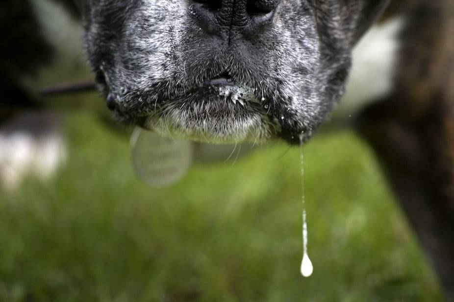 У собаки течет слюна изо рта