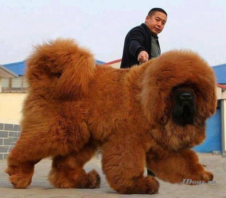Самые большие породы собак - топ-10 самых крупных собак