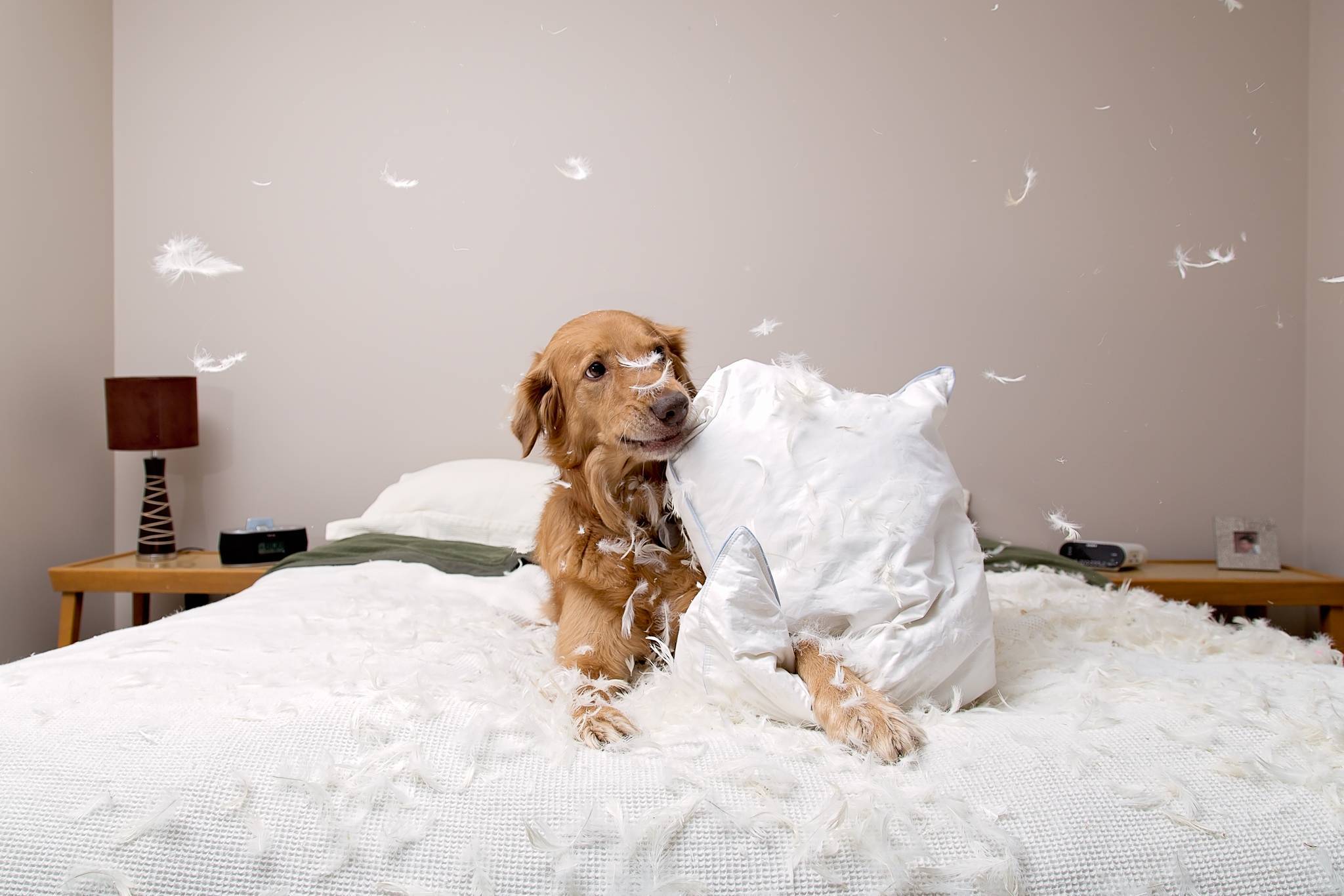 Как отучить собаку спать на кровати с хозяином: самые простые способы | звери дома