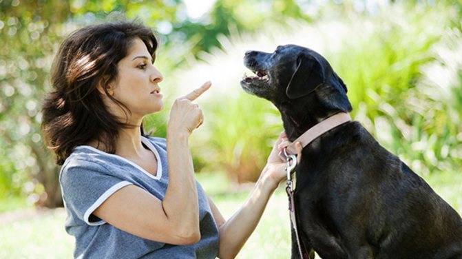 Команда "фу!" - как научить собаку понимать запрет