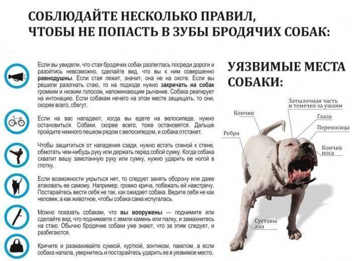 Как действовать при нападении собак: инструкции и советы кинологов | звери дома