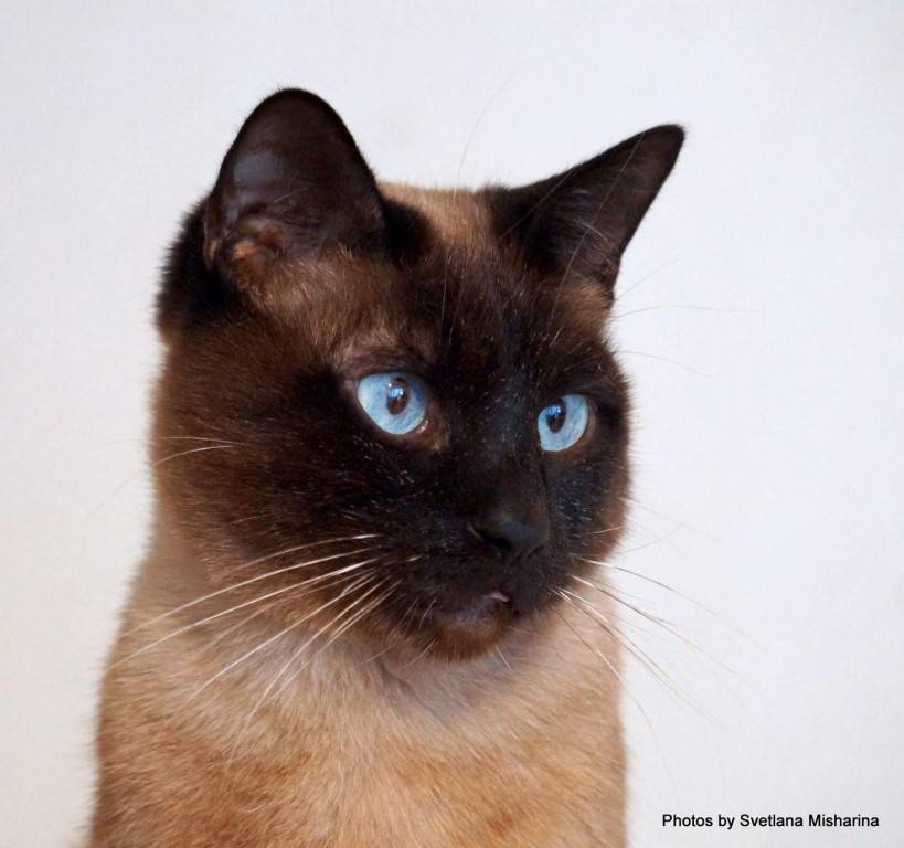 Почему рождается кот с косыми глазами, порода косоглазых кошек