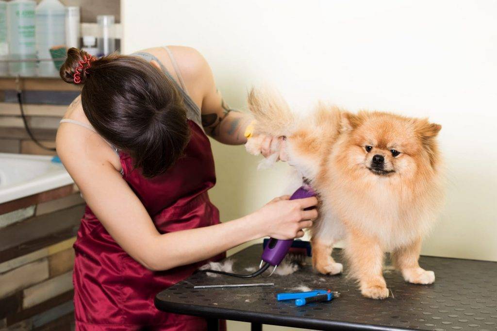 Как называется собачий парикмахер: груминг-студия как бизнес — finfex.ru