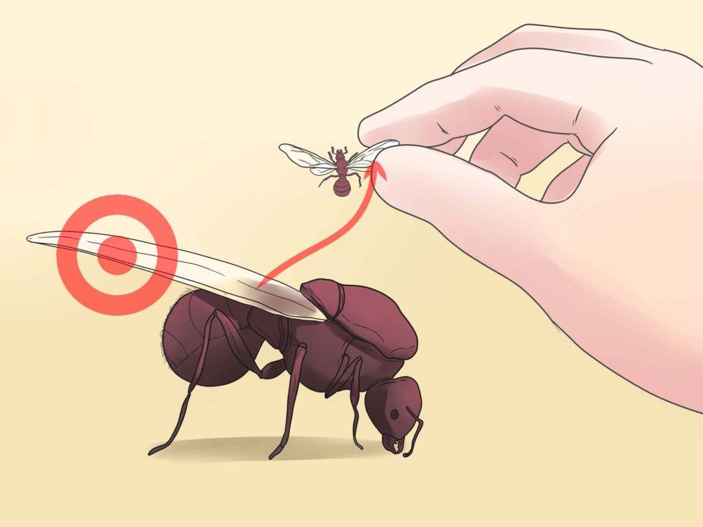 Как определить матку муравьев