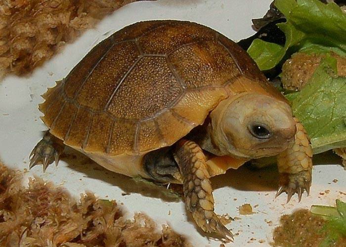 Сухие корма для сухопутных черепах - черепахи.ру - все о черепахах и для черепах
